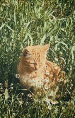 Marjames | Lần Sau?