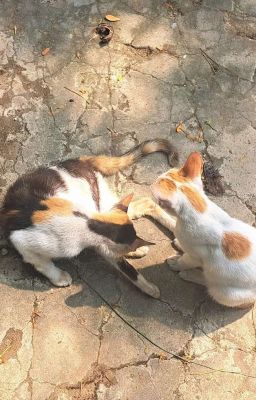 marjames | mèo sữa