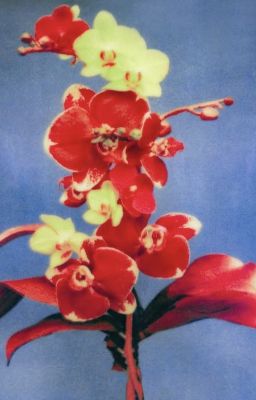 marjames - the red orchids