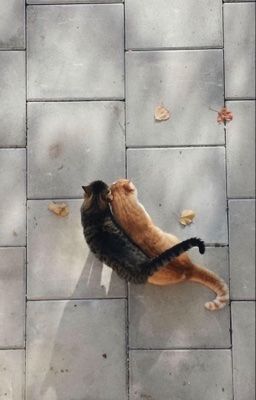 [masonb] chấp tay, cầu nguyện