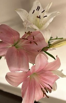 masonb | trà và cà phê