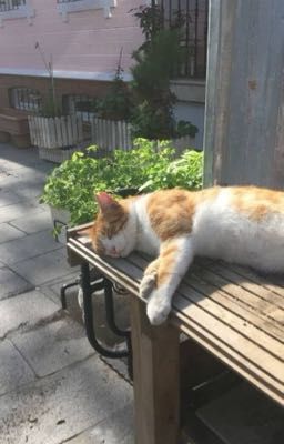 megasmp / relationshit