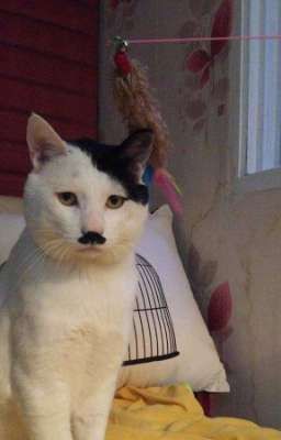 Mein Mew - Cuộc đời một Quốc Trưởng