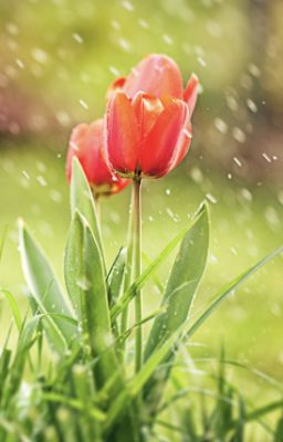 Mối tình không thành