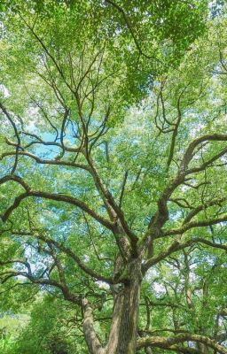 Một Bước Đi Sai Liền Lệch Hướng