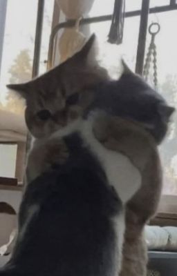 một cái ôm