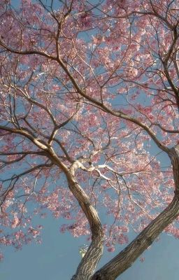 Mùa Hoa Anh Đào Không Còn Nở