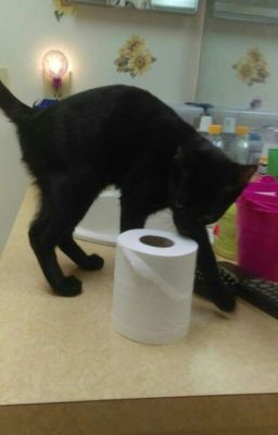 My Little Kitty!
