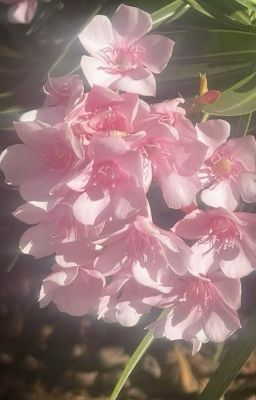 [✿My oleander✿ ] ◈những thứ bé nhỏ về oc◈