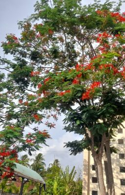 Năm cuối cấp ba