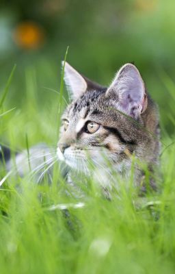 Name That Kitten/Apprentice