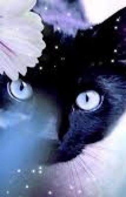 name that warrior cat apprentice