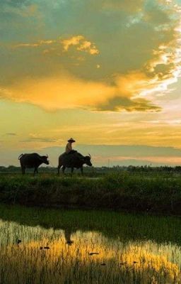 nắng sau hè