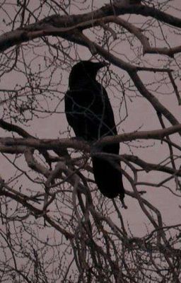 Naruto fanfic collection