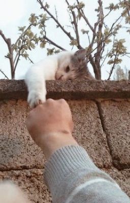 neko // phan au