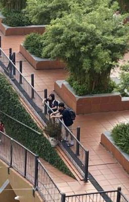 Ngày chớm hạ có bông Tulip