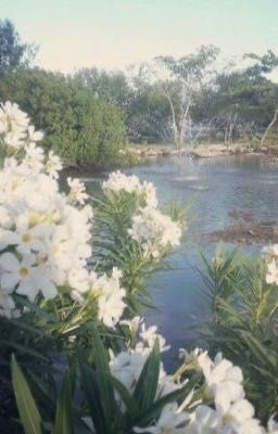Nghiêng nước nghiêng thành (Khuynh thành khuynh quốc)