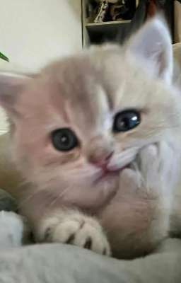 ngơ và ngốc