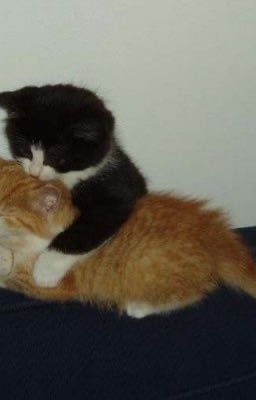 ngọc.vũ; không có kết thúc