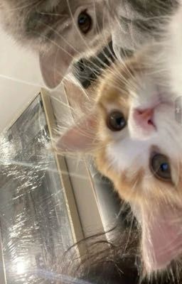 ngọc.vũ; thói quen