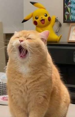 Nhà mình hôm nay có ồn không?