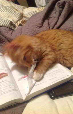 Nhạc trữ tình tuyển chọn mới nhất 2025