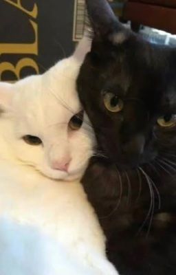 Nhật ký bạn cùng bàn khó ưa