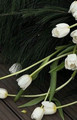 [Ninh Dương] •Amiuoi, anh yêu em•