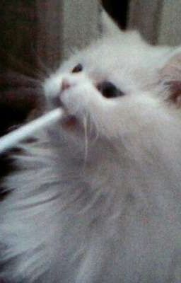 【 nobody - Smoggy 】-  