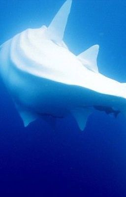 Not All Sharks Bite (HalfShark!AuthorXReader)