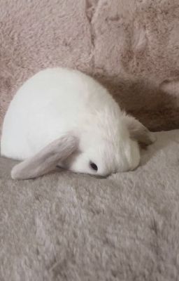 [NP/CaoH] Trò Chơi Cuối