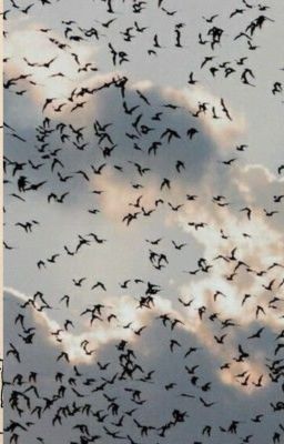 (Obikaka) Bầy chim lạc