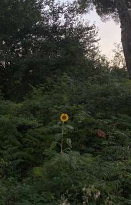 [Occreepypasta]Cuộc Đời...