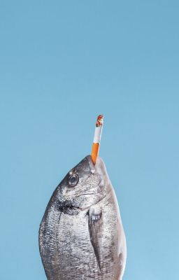ohryul; cigarette