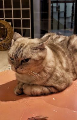 |On2eus ; Choran| Nhầm