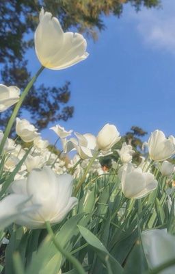 oneshot | triển thừa