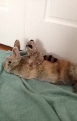 [ONESHOTS] Chuyện nhà anh Chíp em Tin