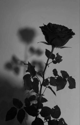 [ONRAN] BLACK ROSE