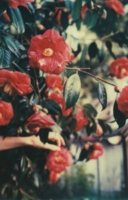 Onran | Gardenverse | Trà đỏ