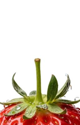 [ onran ] sóc, hổ, thỏ.