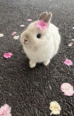 Onran | textfic | 50k pov lộn xộn 🐰