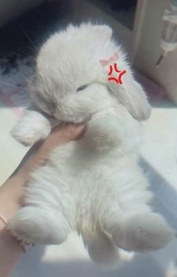 ( Onran ) thỏ ơi !