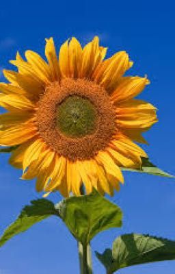 [PAYCHECK🍕🪙] Sunflowers