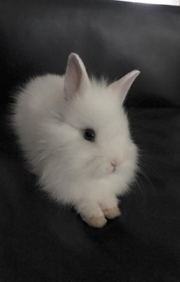 Peran | Relationshit.