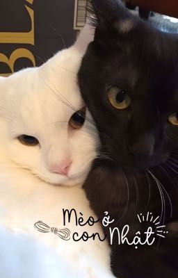 Pernut  ݃| Mèo con ở Nhật