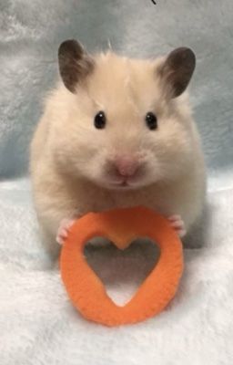 pernut | tiny you, tiny me, tiny room, tiny love