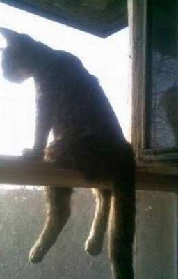 Pernut▸♡ı|ııı|ı|Oi dm cuoc doi