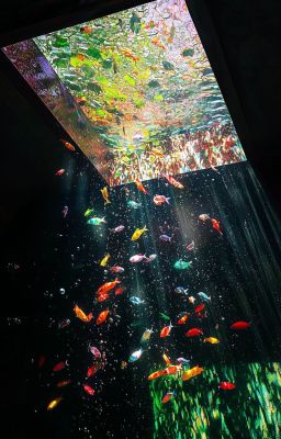 [Peyz x Paduck] Chồng ngốc