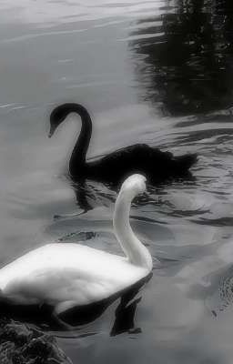 [Phaidei] Swan Lake.