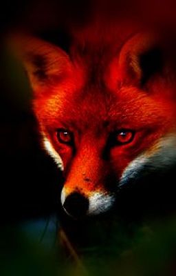 Phantom in Fox's Brink